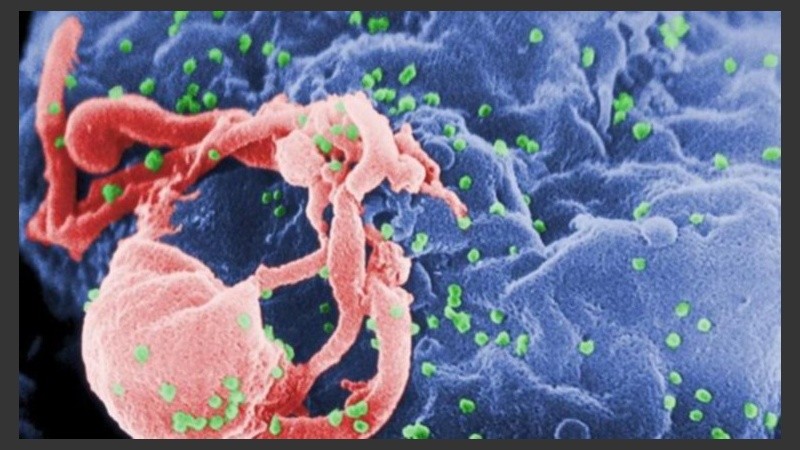 Gracias a estas ‘tijeras celulares’, en los estudios, el virus se eliminaba por completo en cerca del 72% de las células.