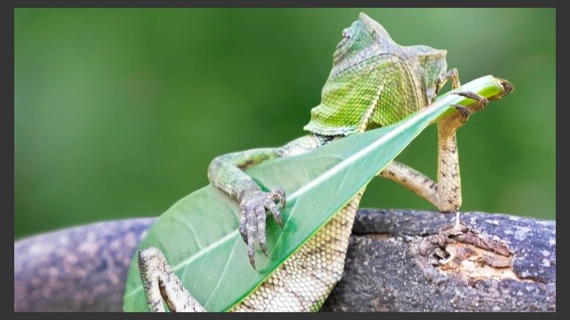 Un lagarto con una hoja que bien podría ser una guitarra tocando unos acordes.