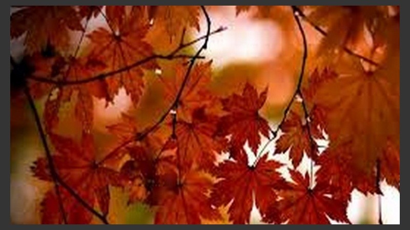 Hojas rojas en medio del otoño.