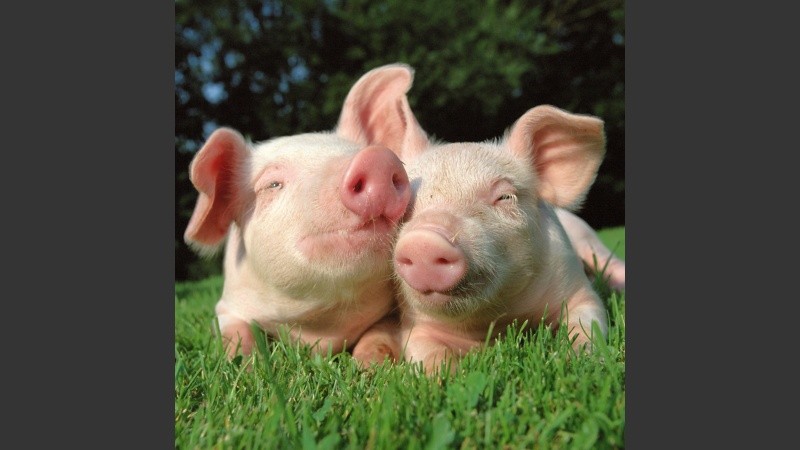 Ya se logró que un cerdo programado para no tener páncreas, naciera con uno.