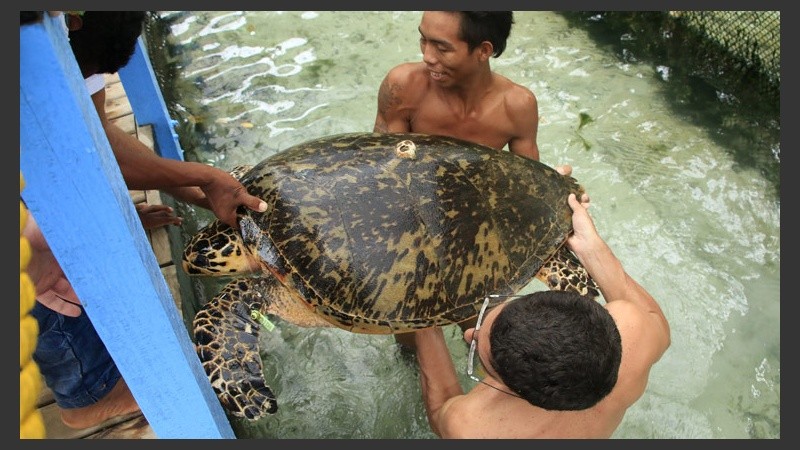 En Colombia liberaron a 65 tortugas al mar tras ser protegidas de pescadores ilegales. (EFE)