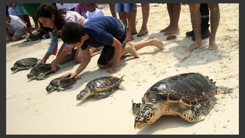 Y allí van: 65 tortugas volvieron al mar. (EFE)