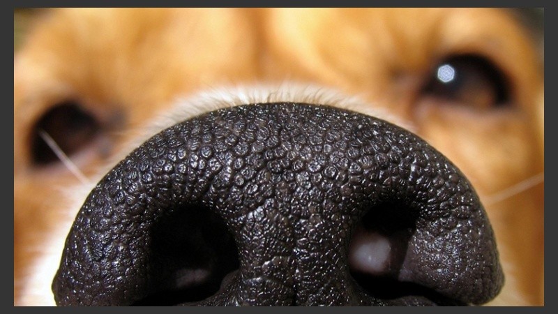 Los canes adiestrados pueden detectar en la orina el cáncer de próstata en un 93% de los casos.