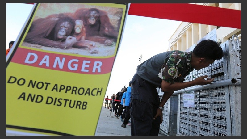 Un funcionario del Parque Nacional Tailandés observa a un orangután confiscado en una jaula antes de ser embarcado. (EFE)