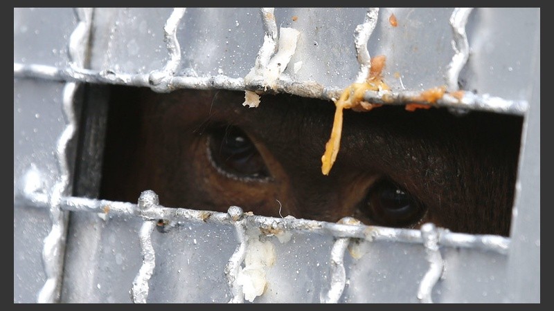 Los animales fueron confiscados desde el 2010 en Tailandia. (EFE)