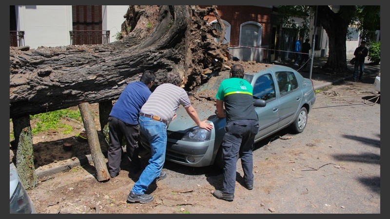 Tres hombres sacan uno de los vehículos dañados por el tronco del ejemplar.