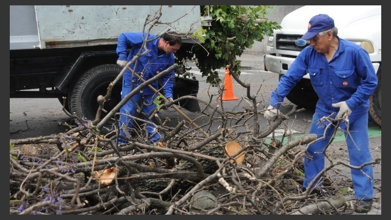 Cuadrillas de obreros limpian las calles de ramas. 