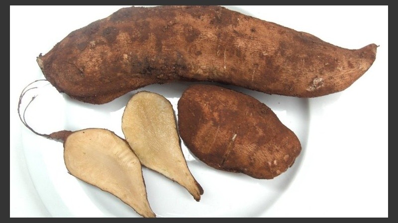 Investigadoras tucumanas buscan desarrollar un suplemento dietario en base a su raíz.