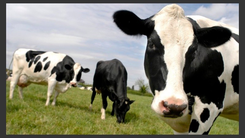 Las vacas y muchos otros animales pueden albergar la tuberculosis bovina.