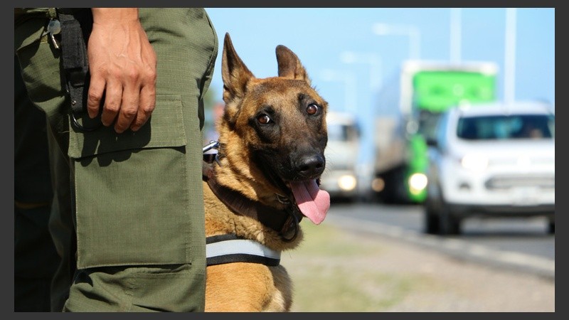 Un perro sobre la Autovía 19 colaborando con los controles. (Alan Monzón/Rosario3.com)
