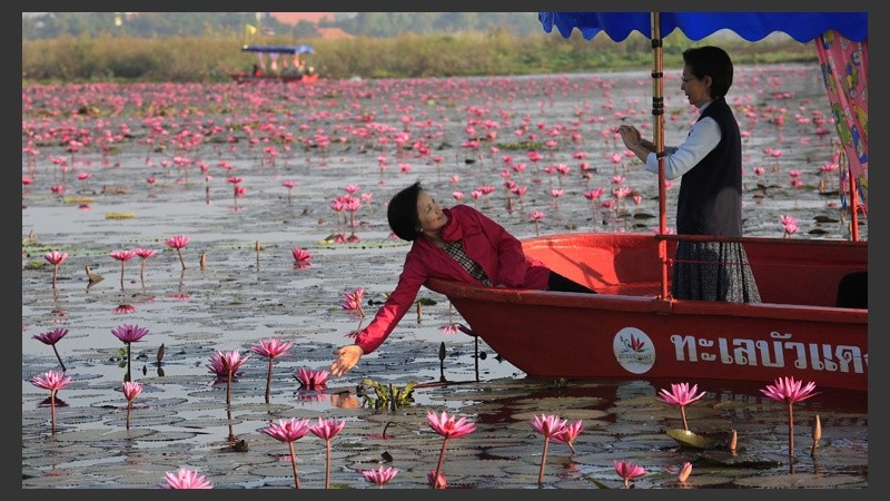 Turistas en el lago Nong Harn en Tailandia repleto de flores de Loto. (EFE)