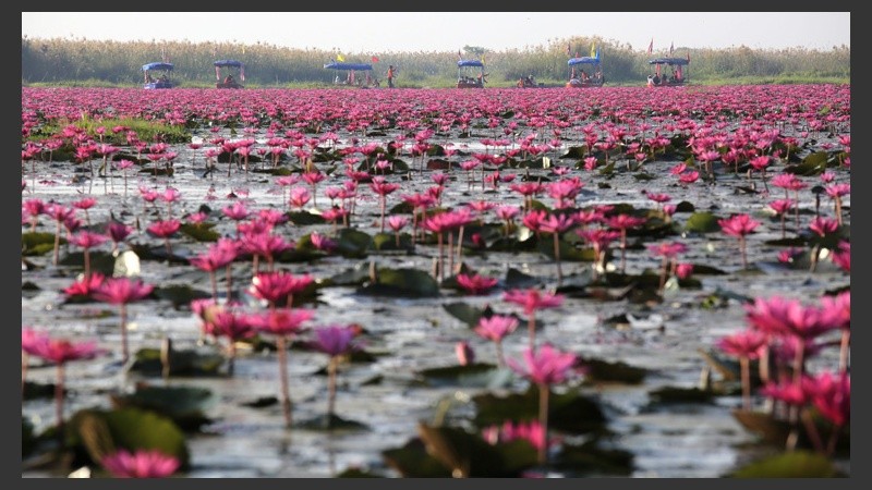 En esta época del año las flores toman vida y colorean el lago tailandés. (EFE)
