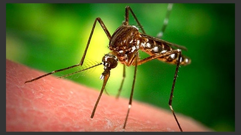 Las tres enfermedades transmitidas por el insecto 
