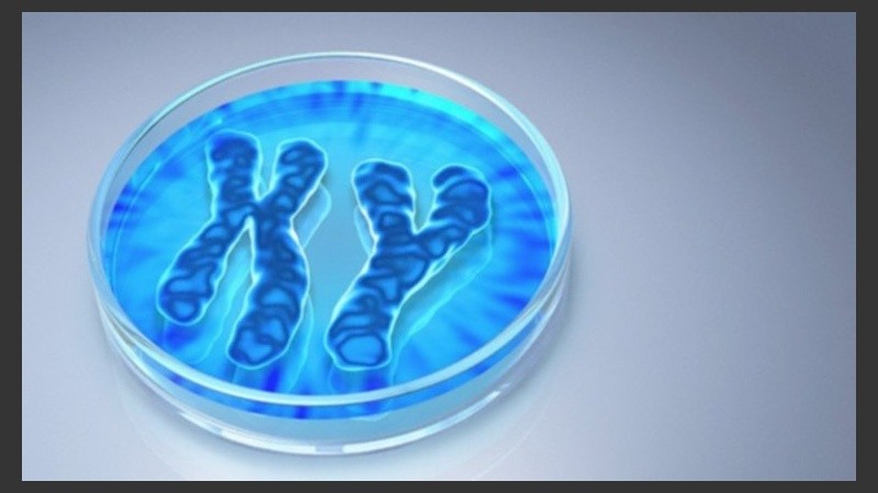 El cromosoma Y es un símbolo de masculinidad y solo está presente en los machos y los genes que codifican para la reproducción masculina.