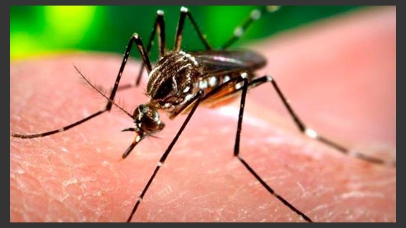 El mosquito que transmite la enfermedad es el mismo que el del dengue.