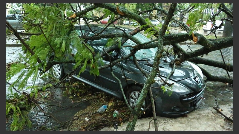 Avenida Belgrano y Laprida, un árbol cayó sobre un automóvil estacionado.