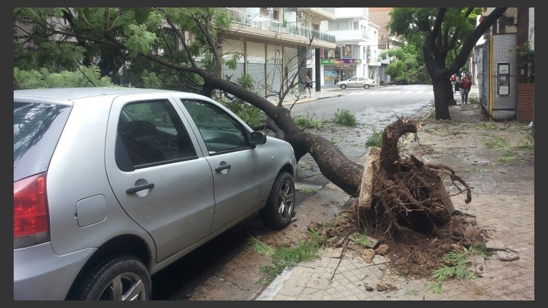Un árbol caído en Urquiza al 2000.