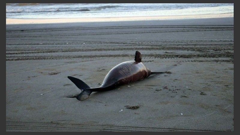 Los delfines hallados eran de la especie pontoporia blainvillei, considerada vulnerable.