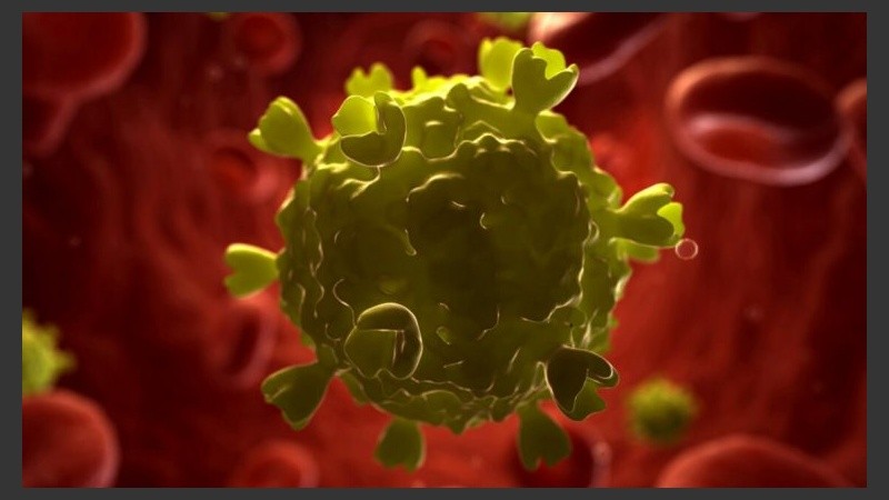 Se desarrolló un modelo de infección relacionado al VIH, con el virus de la inmunodeficiencia de los simios.