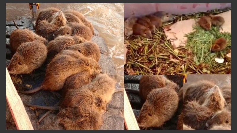 Los coipos, también llamados nutrias roedoras, fotografiadas por una oyente de Radiópolis (Radio 2).