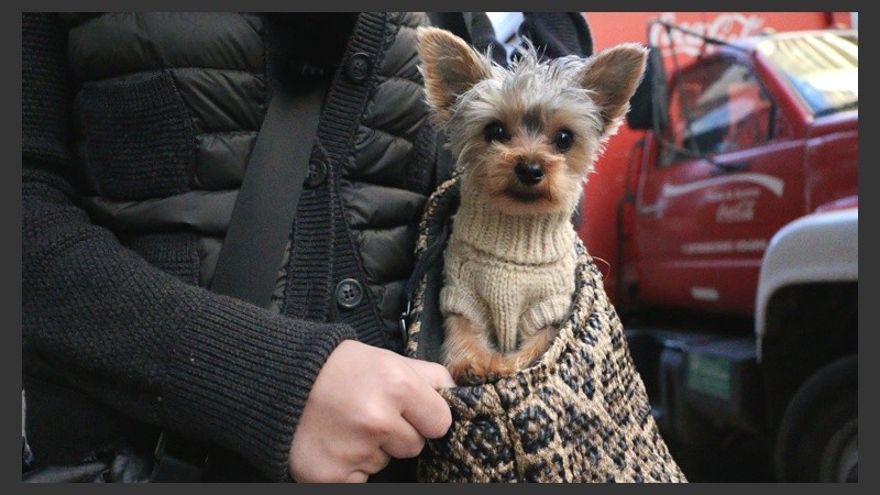 Este perrito tiene su propio sweater para combatir el frío. (Rosario3.com)