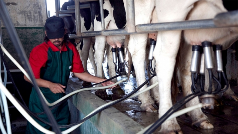 “La lechería sigue sin poder recuperar 3 millones de litros diarios” - Rosario3.com