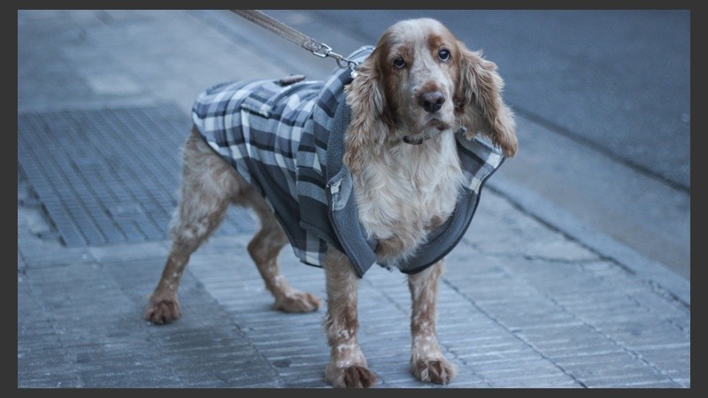 Este can raza Breton posa ante la cámara con su chaleco de lana. (Rosario3.com)