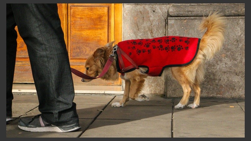 Cada vez más rosarinos deciden proteger a sus mascotas del frío. (Rosario3.com)