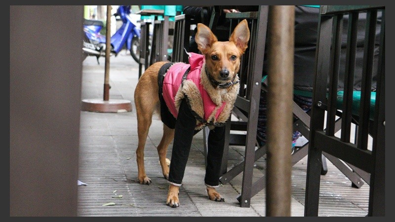 Muy canchero. Este perro vestido para enfrentar el frío es parte de una moda que crece en Rosario. (Rosario3.com)