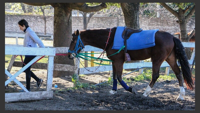 26 caballos son los que se encuentran a disposición para interactuar con los chicos. (Alan Monzón/Rosario3.com)