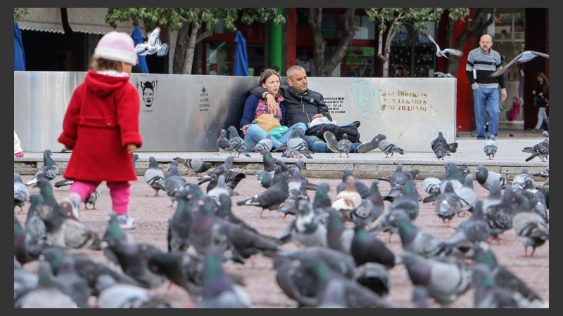 El número de palomas en plaza Montenegro aumentó considerablemente. (Alan Monzón/Rosario3.com)