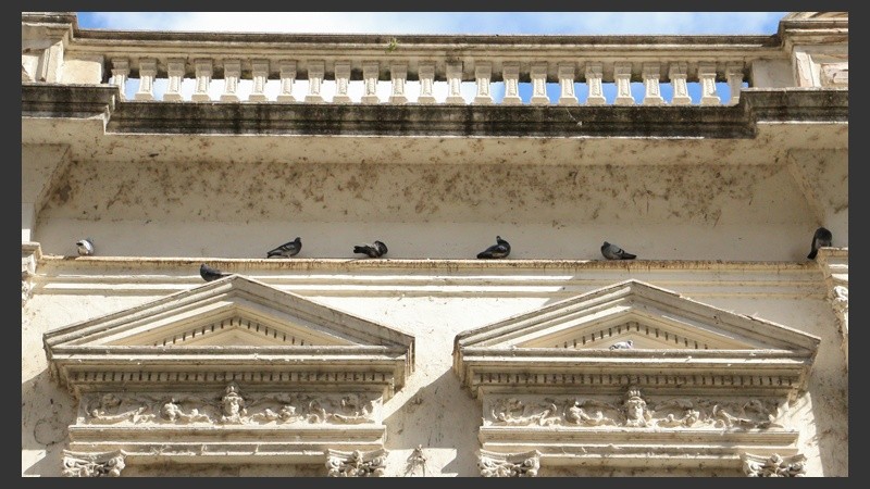 Las aves suelen ubicarse entre estructuras edilicias en gran parte del microcentro. (Alan Monzón/Rosario3.com)