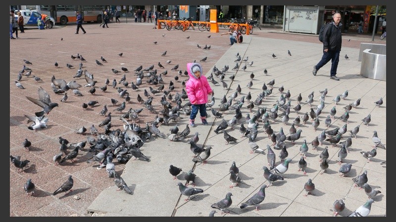 Una niña rodeada de palomas en plaza Montenegro. Cada vez se ven más ejemplares en ese lugar. (Alan Monzón/Rosario3.com)