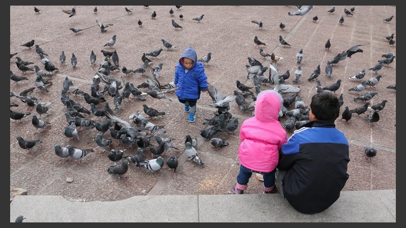 En cantidad. Buscan frenar el número de palomas. (Alan Monzón/Rosario3.com)