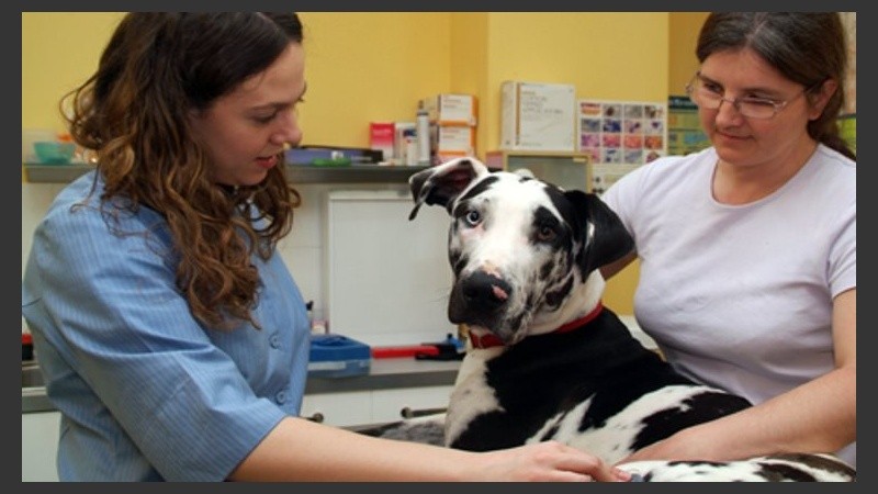 Una posibilidad de conocer más de cerca qué es la veterinaria. 