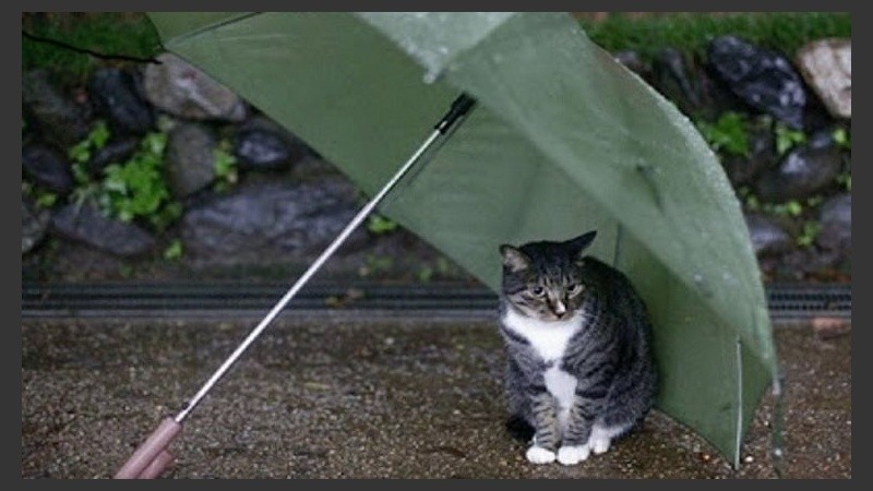 Bajo paraguas, por las dudas. 