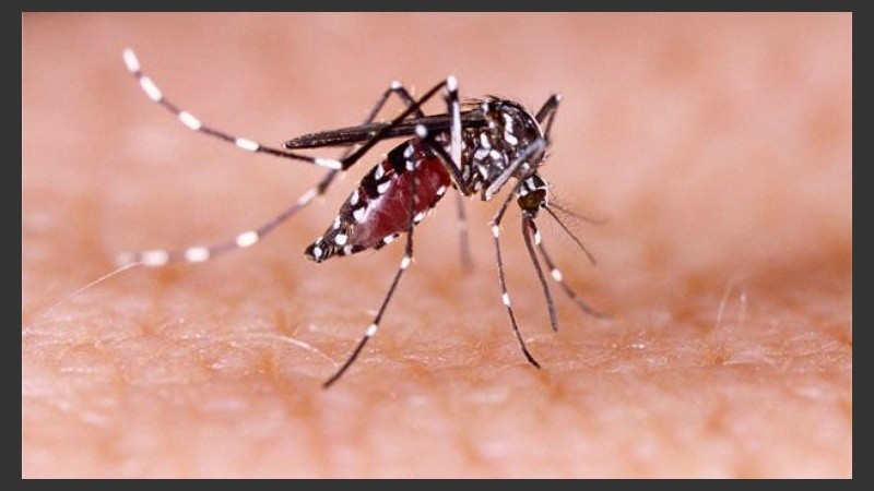 La fiebre amarilla es una enfermedad viral que se transmite a través de la picadura de mosquitos infectados previamente por el virus y puede ser mortal.