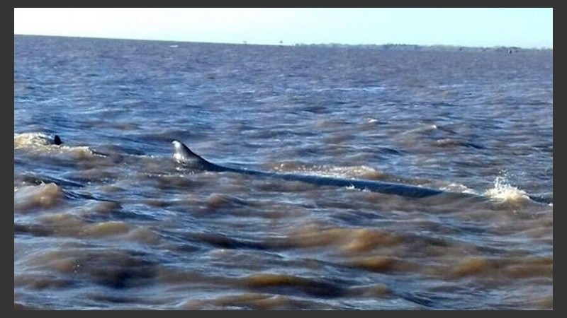 La ballena quedó varada en el Río de la Plata.