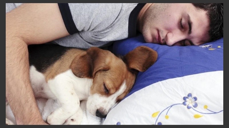 Dormir con la mascota puede ser perjudicial para las alergias.