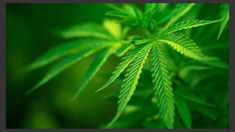 El debate se da en un contexto en el que preocupa la falta de la reglamentación de la Ley 27.350 de Cannabis Medicinal.