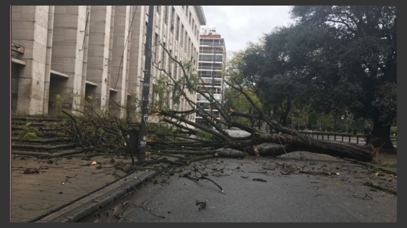 En Balcarce y Montevideo un árbol e impedía el ingreso a Tribunales.