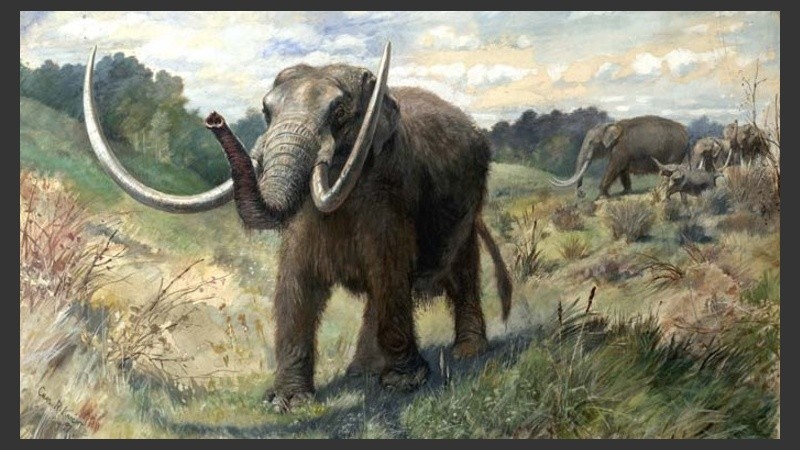 El Stegomastodon platensis tenía un tamaño similar al del elefante indio actual.
