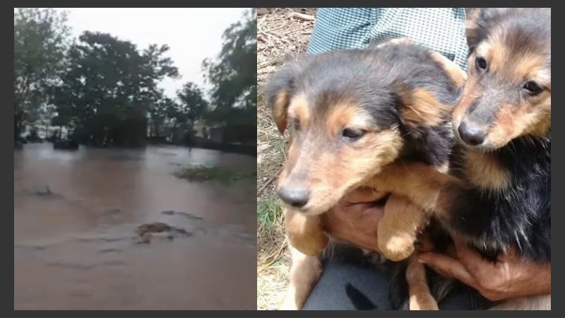 El refugio quedó inundado y los perritos necesitan asilo. 