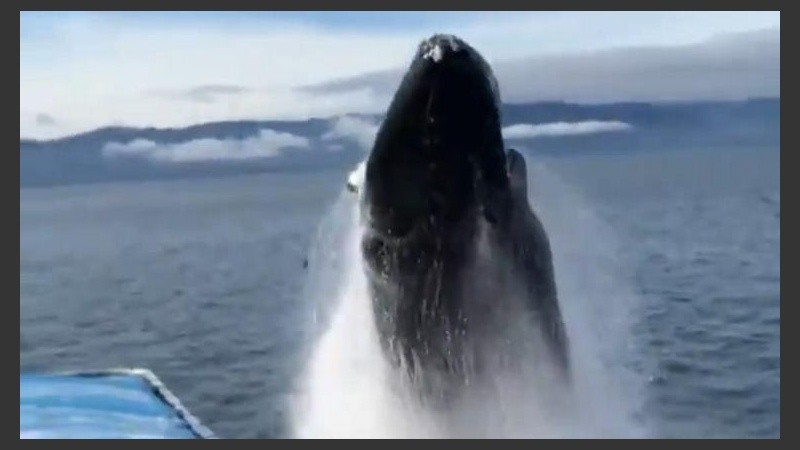 El momento exacto en que la ballena sale del mar. 