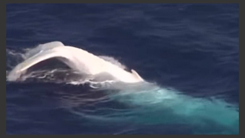La cola de una ballena blanca vista en Australia.