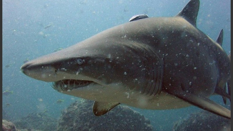 El tiburón bacota (Carcharias taurus), un animal marino que como máximo llega a pesar unos 150 kilos.