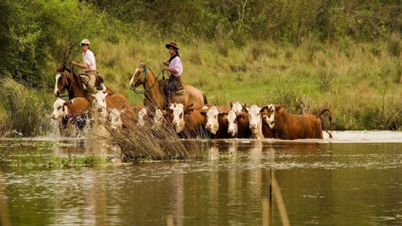 Los productores ganaderos cruzan el ganado por el río a nado.
