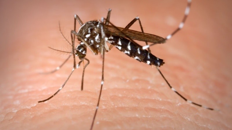 Con la expansión del dengue, se busca generar una conciencia real sobre la importancia de prevenir y proteger desde casa.