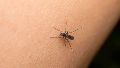 Mientras sigue la baja de contagios, ya se notificaron casi 400 mil casos de dengue en todo el país