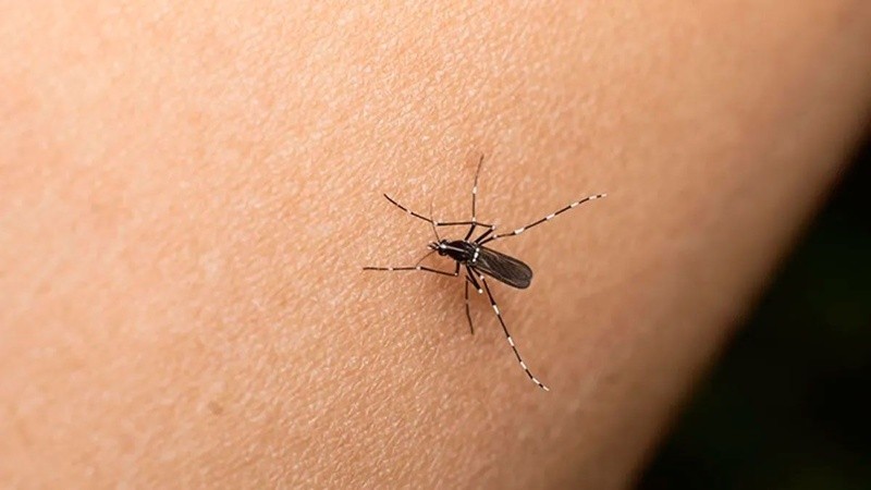 Los casos de dengue ya suman casi 400 mil en todo el país.